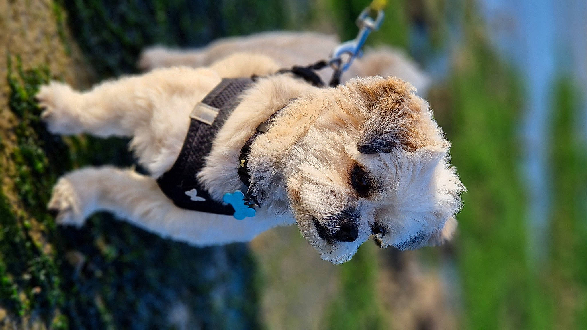 Pitchou participe au concours pour gagner de l'argent avec cette photo : carnivore, collar, companion_dog, dog, dog_breed, dog_collar, dog_supply, fawn, fur, grass, leash, pet_supply, plant, snout, sporting_group, tail, terrier, tree, whiskers, working_animal