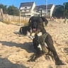 Scarlett a rejoint le concours — aidez-le/la à gagner de superbes lots ! dog, beach, sand, harness, sunlight, outdoor, fence, house, sky, trees, tongue_out, playful, relaxing, daytime, pets, canine, vacation, nature, shadow, leash