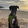 animal, beach, black_dog, clouds, coast, dog, harness, leash, nature, ocean, outdoor, pet, portrait, relaxed, sand, seashore, sitting, sky, sunset, water