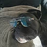 animal, black_dog, blanket, canine, close_up, comfort, cozy, cute, dog, domestic_animal, eyewear, fur, indoor, lying_down, pet, portrait, relaxed, resting, sleepy, sunglasses