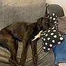 black_dog, blanket, canine, comfort, couch, dog, floor, fur, home, indoors, living_room, nap, pet, pillow, polka_dot, relaxed, resting, sleeping, tile_floor, towel