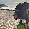 animal, beach, black_dog, calm, cloudy_sky, coast, dog, harness, landscape, nature, ocean, outdoor, pet, portrait, sand, sea, shore, sunset, water, waves
