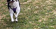 Ruby a rejoint le concours — aidez-le/la à gagner de superbes lots ! dog, running, grass, stick, outdoor, pet, playful, black_and_white, canine, nature, field, happy, active, animal, daytime, grassland, fur, walking_path, leisure, exercise