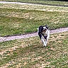 Ruby participe au concours pour gagner de l'argent avec cette photo : dog, running, grass, stick, outdoor, nature, path, greenery, happy, border_collie, playful, canine, field, fur, daylight, animal, pet, excited, active, landscape