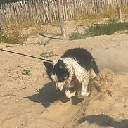 Ruby participe au concours pour gagner de l'argent avec cette photo : dog, sand, digging, leash, harness, outdoor, daylight, fence, wooden_fence, playful, pet, animal, excavation, nature, sunlight, black_and_white, active, canine, ground, rural