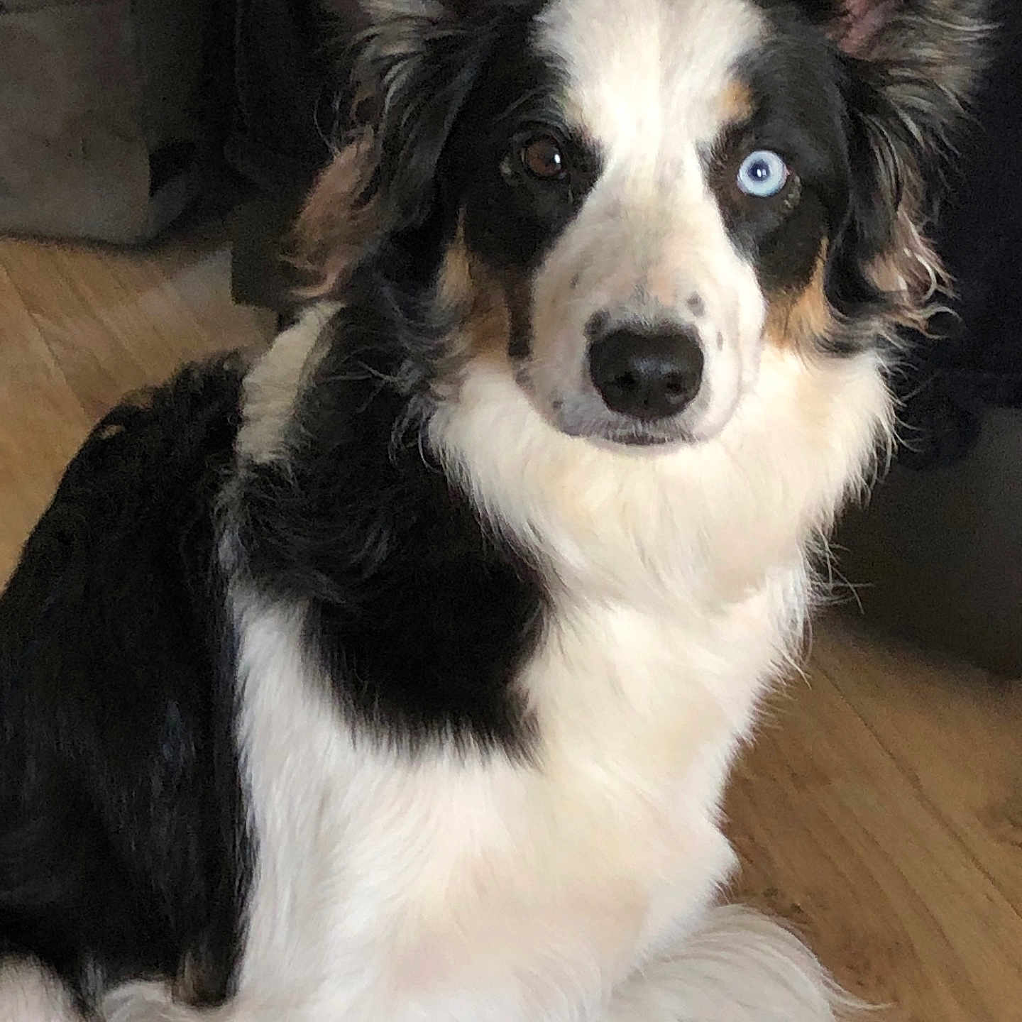 Ruby a rejoint le concours — aidez-le/la à gagner de superbes lots ! dog, border_collie, heterochromia, indoor, wooden_floor, black_and_white_fur, pet, canine, sitting, fluffy, portrait, animal, ears_up, looking_at_camera, domestic_animal, companion, cute, friendly, house_pet, fur