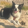 Ruby participe au concours pour gagner de l'argent avec cette photo : dog, border_collie, sand, beach, outdoor, sunny, panting, fence, grass, leash, happy, animal, pet, canine, lying_down, tongue_out, nature, daytime, walking, people