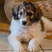 Brystal is registered to the contest to win money with this photo: accessories, animal, canine, chair, cockerspaniel, collie, couch, dog, furniture, hardwood, hound, husky, papillon, pet, poodle, puppy, slate, strap, terrier, wood