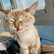 Bella participe au concours pour gagner de l'argent avec cette photo : animal, cat, closeup, cute, expression, feline, funny, fur, home, indoor, light, mammal, pet, relaxed, soft, striped, sunlight, tongue_out, whiskers, window