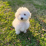 Leroy is registered to the contest to win money with this photo: adorable, animal, cute, daylight, dog, fluffy, fur, grass, greenery, mammal, nature, outdoor, pet, playful, portrait, puppy, small_dog, sunlight, white_dog, young_dog