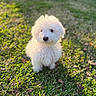adorable, animal, cute, daylight, dog, fluffy, fur, grass, greenery, mammal, nature, outdoor, pet, playful, portrait, puppy, small_dog, sunlight, white_dog, young_dog