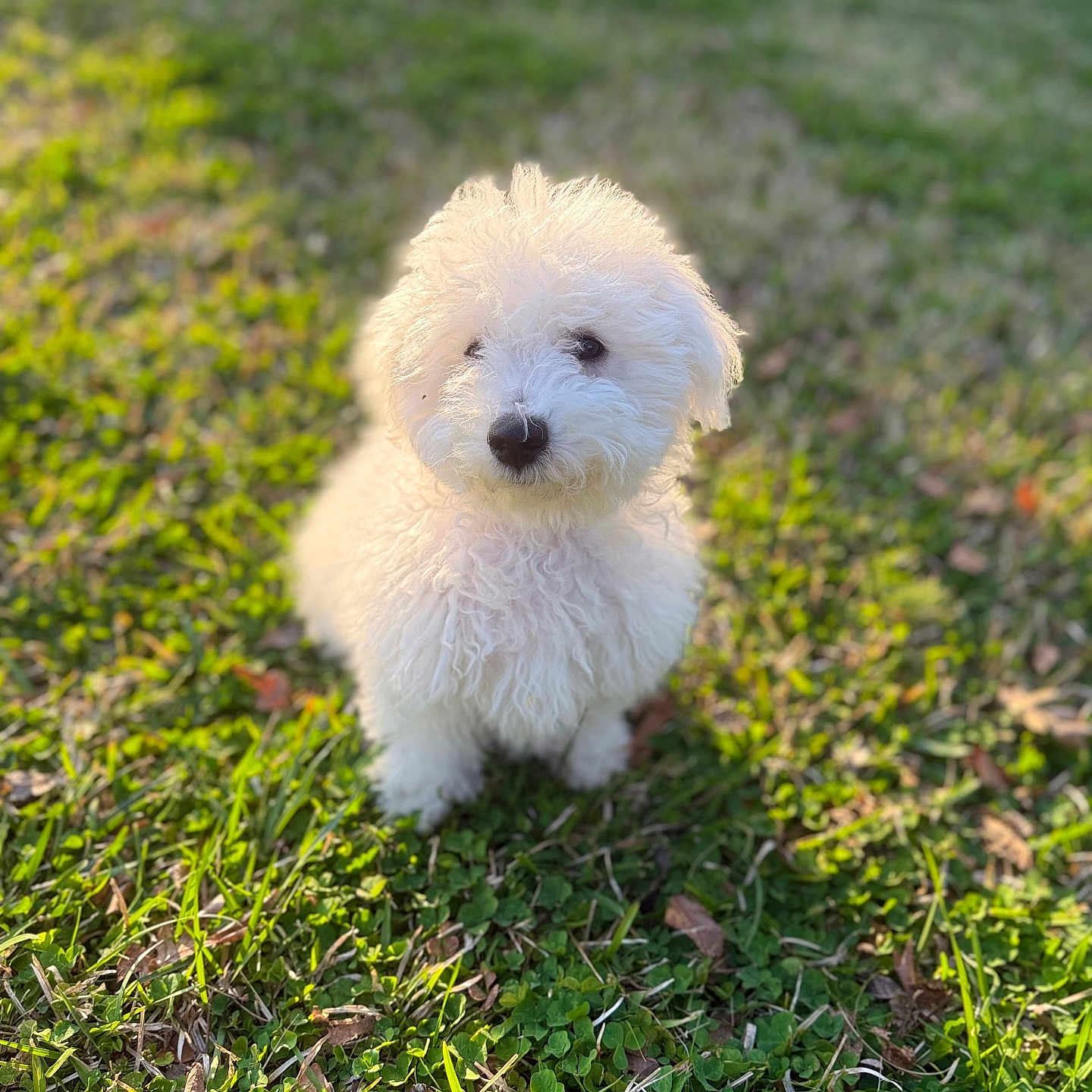 Leroy