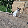 Cat participe au concours pour gagner de l'argent avec cette photo : kitten, cat, animal, outdoor, stone_wall, greenery, curious, young, pet, fur, tail, ears, nature, small, sitting, texture, metal_pole, daylight, close_up, portrait