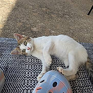 Cat a rejoint le concours — aidez-le/la à gagner de superbes lots ! cat, animal, pet, outdoor, sunlight, shoe, patterned_rug, concrete, paw, white_fur, tabby, relaxed, curious, playful, ear, green_eyes, tail, texture, daylight, nature