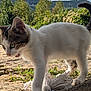 Cat participe au concours pour gagner de l'argent avec cette photo : cat, kitten, outdoor, sunlight, stone, grass, plants, toy, yarn, nature, curious, white_fur, tabby, paw, tail, greenery, daylight, animal, mammal, pet