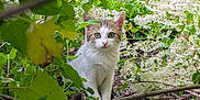 Cat participe au concours pour gagner de l'argent avec cette photo : cat, animal, outdoor, greenery, leaves, flowers, nature, wild, curious, pets, feline, plant, bush, twigs, eyes, whiskers, cute, mammal, forest, daylight