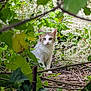 cat, animal, outdoor, greenery, leaves, flowers, nature, wild, curious, pets, feline, plant, bush, twigs, eyes, whiskers, cute, mammal, forest, daylight
