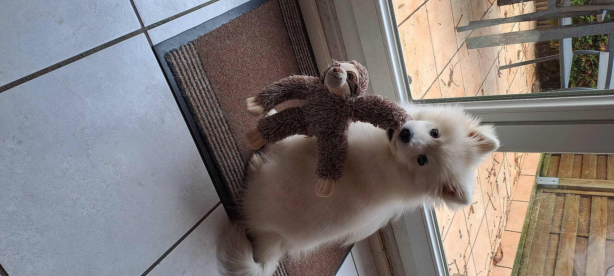 Umi a rejoint le concours — aidez-le/la à gagner de superbes lots ! animal_shelter, cage, claw, companion_dog, domestic_rabbit, fawn, feather, felidae, fur, goats, metal, rabbit, rabbits_and_hares, small_to_medium_sized_cats, snout, tail, terrestrial_animal, toy, whiskers