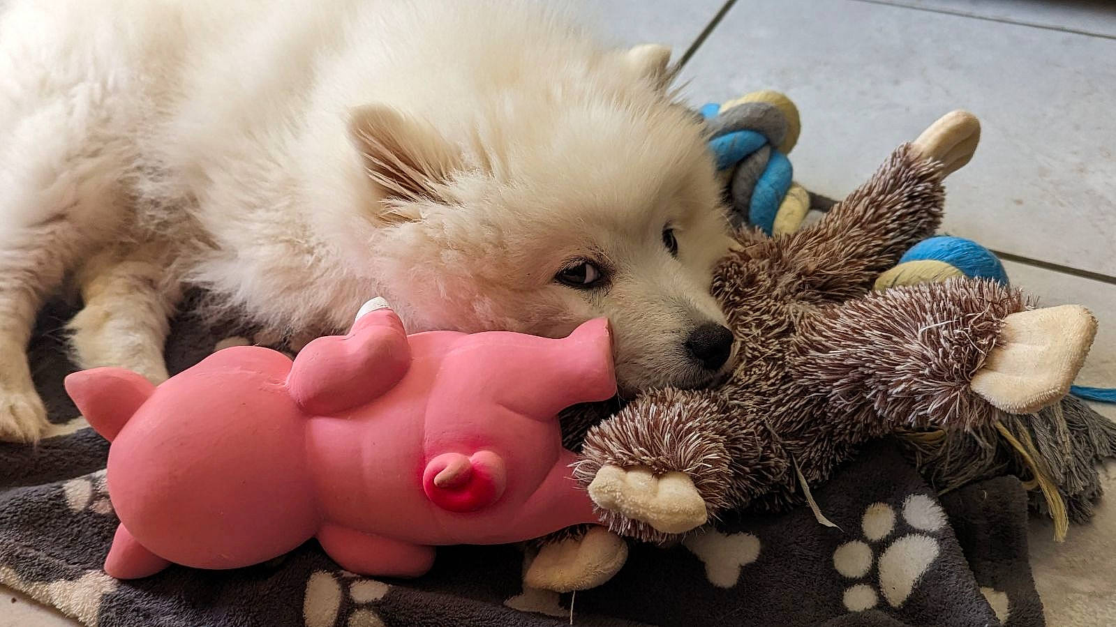 Umi a rejoint le concours — aidez-le/la à gagner de superbes lots ! american_eskimo_dog, canidae, carnivore, companion_dog, dog, dog_breed, dog_toy, fawn, fur, paw, plush, snout, spitz, sporting_group, stuffed_toy, tail, toy, toy_dog, whiskers, working_animal
