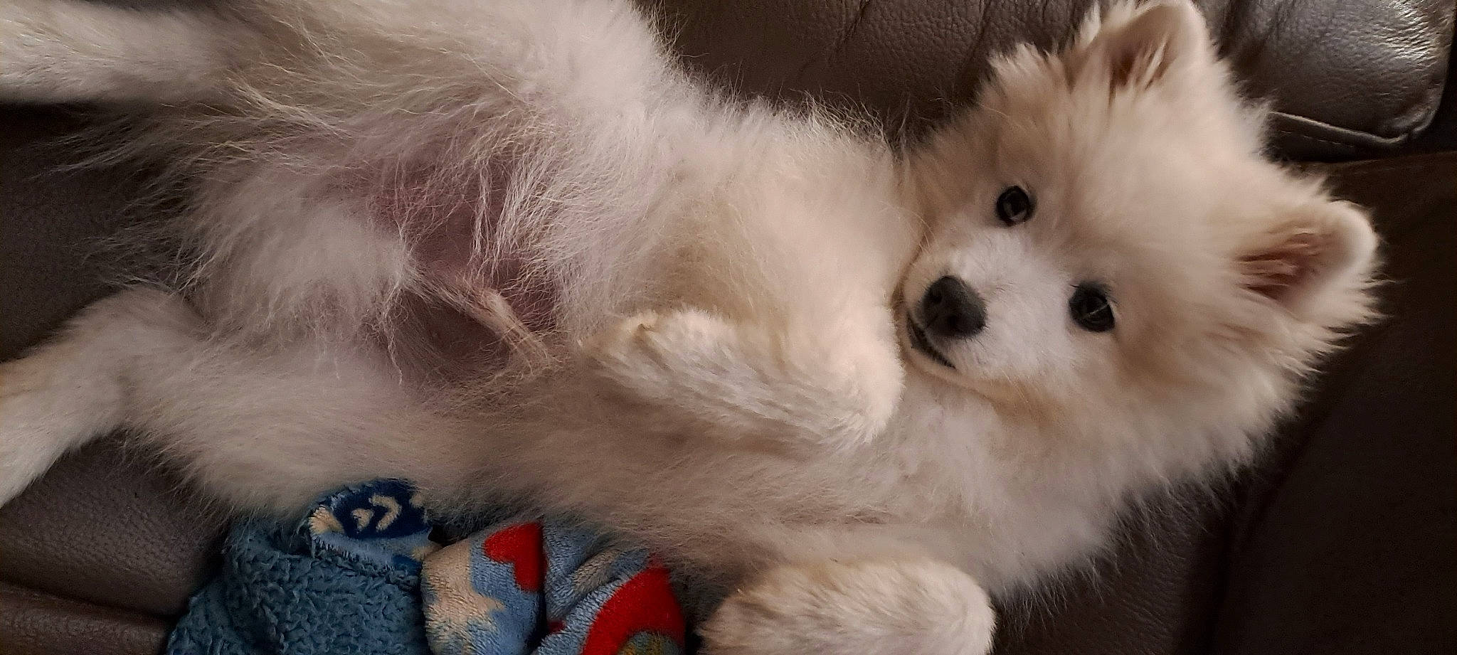 Umi participe au concours pour gagner de l'argent avec cette photo : canidae, carnivore, cat, claw, companion_dog, dog_breed, fang, fawn, felidae, fur, paw, small_to_medium_sized_cats, snout, spitz, tail, terrestrial_animal, toy_dog, whiskers