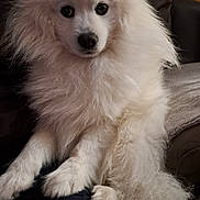 Umi participe au concours pour gagner de l'argent avec cette photo : animal, canine, closeup, comfort, companion, cozy, cute, dog, domestic, fluffy, friendly, fur, furniture, indoor, lap, pet, portrait, relaxed, sofa, white
