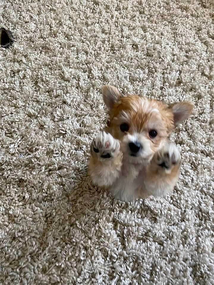 Sunshine is registered to the contest to win money with this photo: canidae, carnivore, chihuahua, companion_dog, dog, dog_breed, dog_supply, fawn, fur, german_spitz, grass, liver, small_terrier, soil, spitz, sporting_group, terrier, toy_dog, whiskers, working_animal