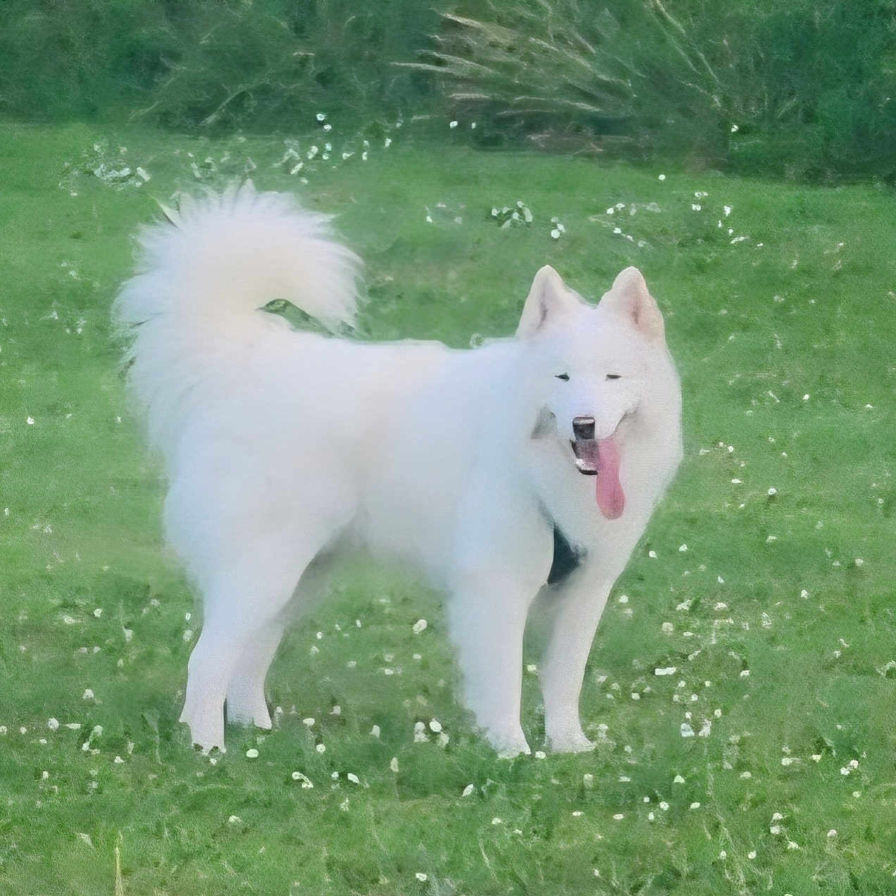 Vince participe au concours pour gagner de l'argent avec cette photo : animal, canine, dog, ears, field, flower, fluffy, fur, grass, greenery, happy, mammal, nature, outdoor, pet, playful, summer, tail, tongue_out, white_dog