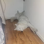 Vince a rejoint le concours — aidez-le/la à gagner de superbes lots ! animal, canine, corner, cozy, cute, dog, domestic, floor, fur, home, indoor, lying_down, peaceful, pet, quiet, relaxed, resting, sleeping, white_dog, wooden_floor