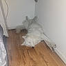 animal, canine, corner, cozy, cute, dog, domestic, floor, fur, home, indoor, lying_down, peaceful, pet, quiet, relaxed, resting, sleeping, white_dog, wooden_floor