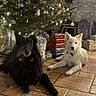 animals, black_dog, bow_tie, celebration, christmas_lights, christmas_ornaments, christmas_tree, cozy, decorations, dog, festive, fur, holiday, home, indoor, pets, relaxed, tile_floor, white_dog, wrapped_presents