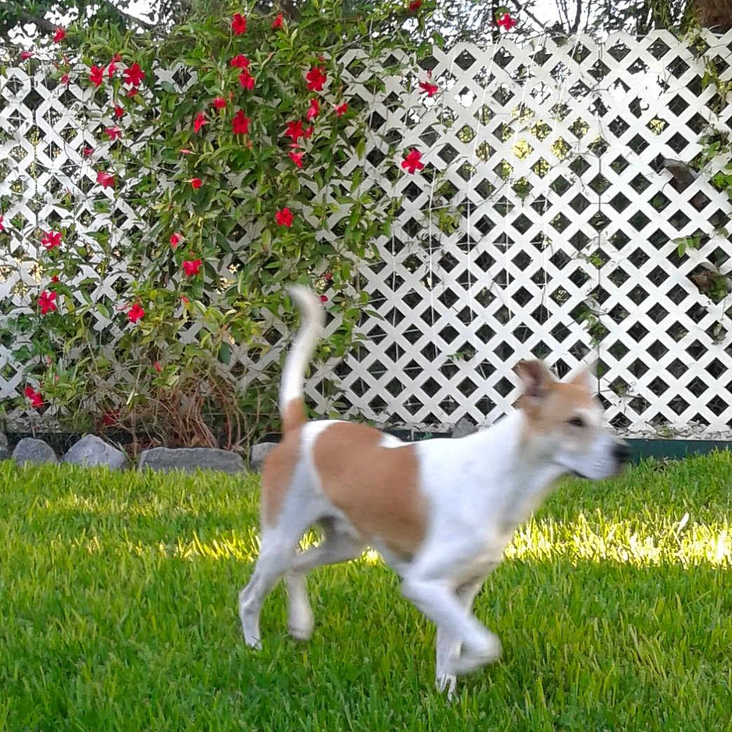 Maximillon joined the competition — help win amazing prizes! canidae, carnivore, companion_dog, dog, dog_breed, fox_terrier, grass, jack_russell_terrier, kromfohrlander, mammal, parson_russell_terrier, plant, rare_breed_dog, russell_terrier, teddy_roosevelt_terrier, tenterfield_terrier, vertebrate