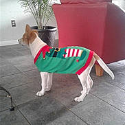 Maximillon is registered to the contest to win money with this photo: basenji, canidae, carnivore, chihuahua, companion_dog, dog, dog_breed, dog_clothes, fictional_character, ibizan_hound, jack_russell_terrier, rat_terrier, tail