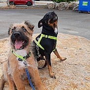 éros Et Satan a rejoint le concours — aidez-le/la à gagner de superbes lots ! dog, puppy, harness, leash, stone_surface, parking_lot, car, tree, trash_bin, happy, sitting, outdoor, pet, animal, canine, playful, black_dog, brown_dog, smiling, nature
