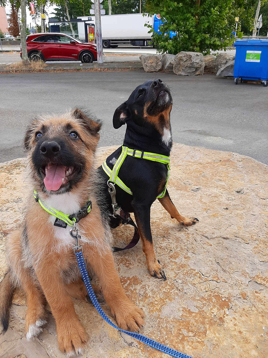 éros Et Satan a rejoint le concours — aidez-le/la à gagner de superbes lots ! dog, puppy, harness, leash, stone_surface, parking_lot, car, tree, trash_bin, happy, sitting, outdoor, pet, animal, canine, playful, black_dog, brown_dog, smiling, nature