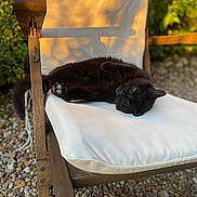 Niko a rejoint le concours — aidez-le/la à gagner de superbes lots ! animal, black_cat, cat, chair, cozy, cushion, daylight, fur, garden, golden_hour, laying_down, nature, outdoor, paws, pet, relaxed, resting, stone_ground, sunlight, wooden_chair