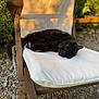 animal, black_cat, cat, chair, cozy, cushion, daylight, fur, garden, golden_hour, laying_down, nature, outdoor, paws, pet, relaxed, resting, stone_ground, sunlight, wooden_chair