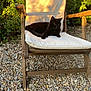 Niko a rejoint le concours — aidez-le/la à gagner de superbes lots ! animal, black_cat, cat, comfort, cushion, daylight, flora, garden, greenery, leisure, nature, outdoor, pebbles, pet, relaxing, resting, shadow, summer, sunlight, wooden_chair