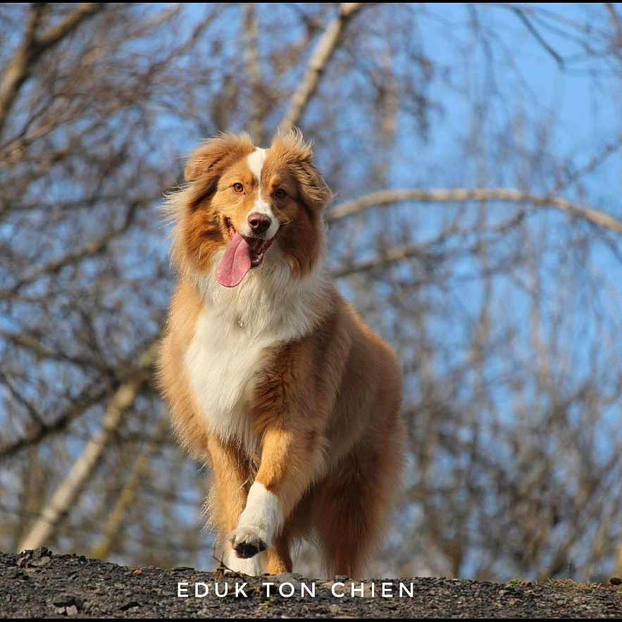 Nala participe au concours pour gagner de l'argent avec cette photo : accessories, animal, bodypart, canine, cockerspaniel, collie, cream, dog, goldenretriever, grass, hound, leash, mouth, outdoors, person, pet, plant, puppy, strap, tree