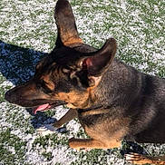 Bosa joined the competition — help win amazing prizes! australian_kelpie, canidae, carnivore, dog, dog_breed, ear, fawn, german_shepherd_dog, kunming_wolfdog, mammal, rare_breed_dog, snout, vertebrate, working_dog