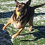 Bosa is registered to the contest to win money with this photo: belgian_shepherd_malinois, canidae, carnivore, dog, dog_breed, east_european_shepherd, fawn, german_shepherd_dog, grass, king_shepherd, kunming_wolfdog, mammal, old_german_shepherd_dog, police_dog, shiloh_shepherd_dog, sporting_group, tail, vertebrate, working_dog