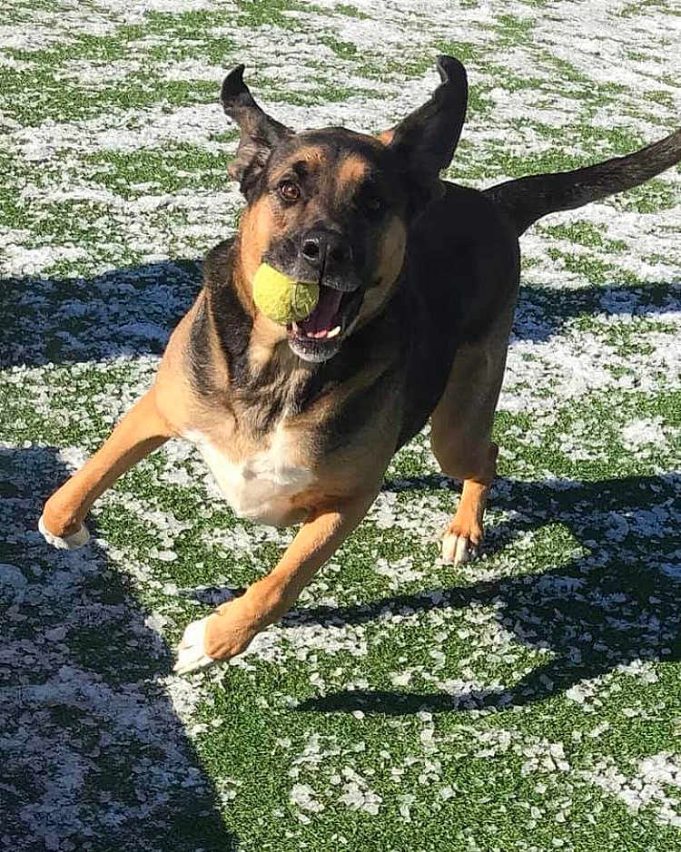 Bosa is registered to the contest to win money with this photo: belgian_shepherd_malinois, canidae, carnivore, dog, dog_breed, east_european_shepherd, fawn, german_shepherd_dog, grass, king_shepherd, kunming_wolfdog, mammal, old_german_shepherd_dog, police_dog, shiloh_shepherd_dog, sporting_group, tail, vertebrate, working_dog
