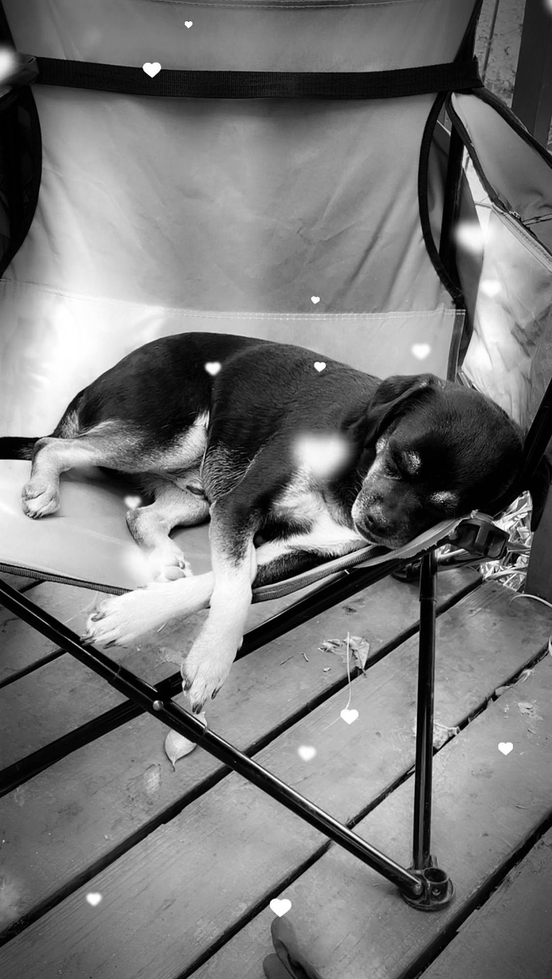 Oliver King joined the competition — help win amazing prizes! black, black_and_white, canidae, carnivore, comfort, companion_dog, dog, dog_breed, fur, human_leg, monochrome, monochrome_photography, room, shadow, sitting, snout, sporting_group, still_life_photography, stock_photography, style