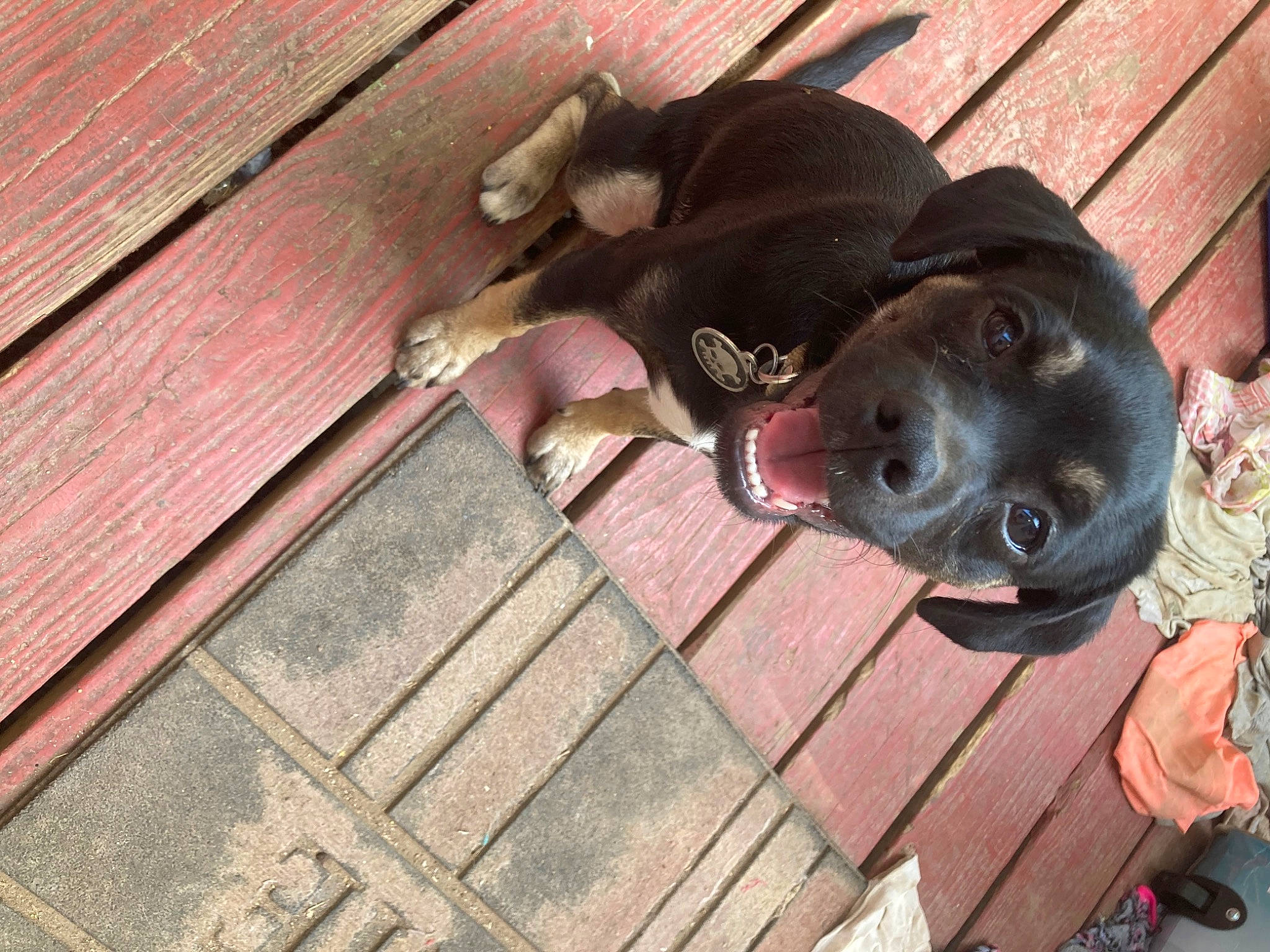 Oliver King joined the competition — help win amazing prizes! brown, canidae, carnivore, collar, companion_dog, dog, dog_breed, dog_collar, fashion_accessory, fawn, flooring, guard_dog, hardwood, liver, pet_supply, plank, snout, sporting_group, wood, working_animal