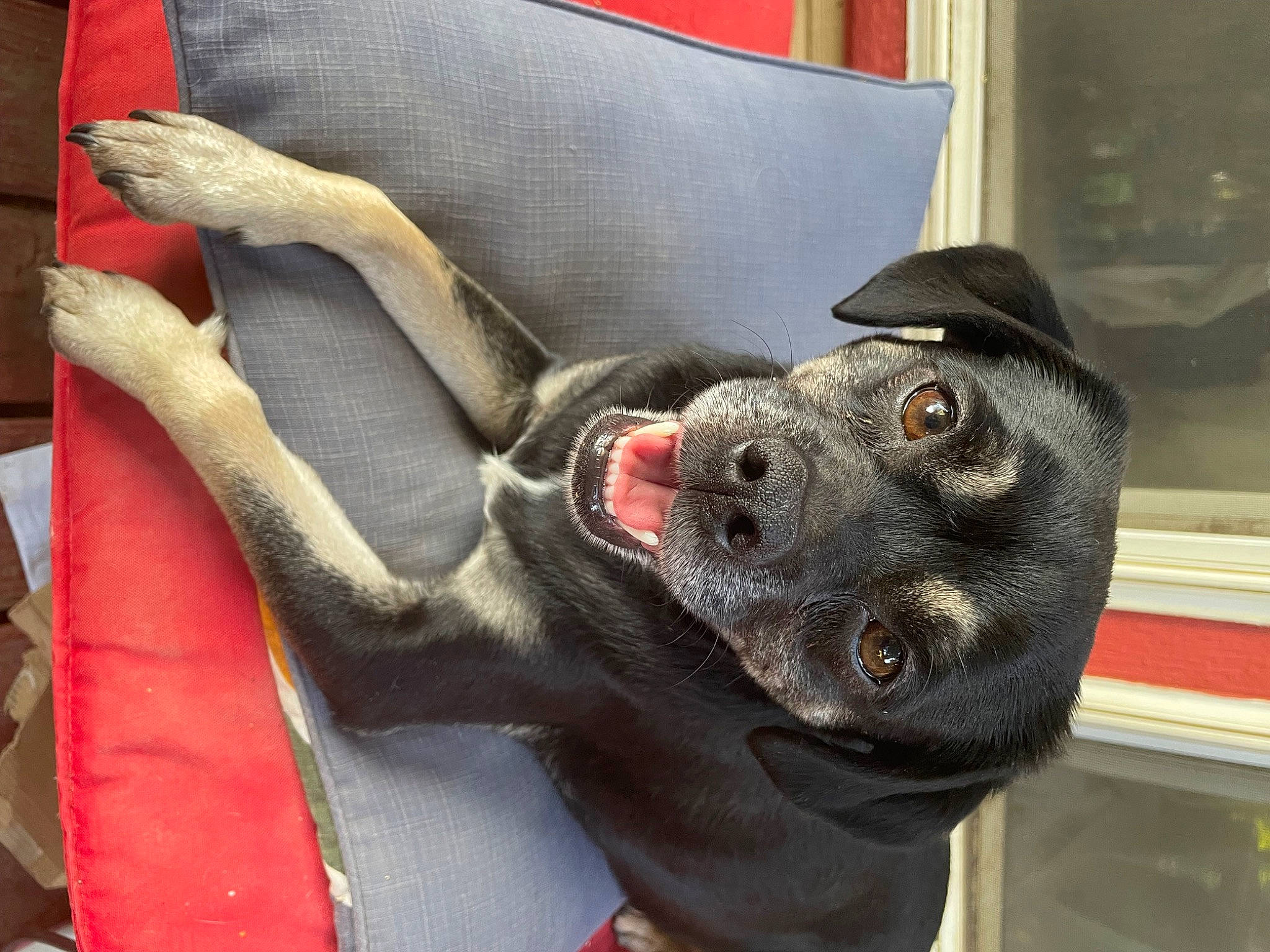 Oliver King is registered to the contest to win money with this photo: auto_part, canidae, carnivore, collar, comfort, companion_dog, dog, dog_breed, dog_collar, ear, fawn, fur, grey, guard_dog, jaw, snout, sporting_group, tail, whiskers, working_animal