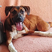 Adele a rejoint le concours — aidez-le/la à gagner de superbes lots ! brown_and_white, canine, collar, curled_tail, cute, dog, floppy_ears, happy, home, indoor, lounging, lying_down, panting, pet, pink_carpet, portrait, relaxed, textured_wall, tongue_out, white_paws