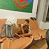 Adele participe au concours pour gagner de l'argent avec cette photo : affection, blanket, boy, child, clothing, couch, dog, flag, home, hugging, indoors, living_room, orange, pet, portrait, relaxed, seated, sofa, wall, window