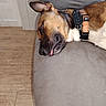Adele a rejoint le concours — aidez-le/la à gagner de superbes lots ! black_fur, brown_fur, close_up, couch, cute, dog, floppy_ear, furniture, harness, indoors, living_room, pet, relaxed, resting, short_hair, sleeping, smartwatch, tongue, white_fur, wood_floor