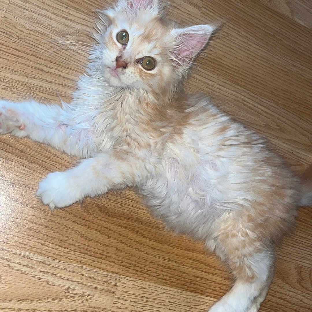 Roucky participe au concours pour gagner de l'argent avec cette photo : abyssinian, accessories, angora, animal, cat, hardwood, indoors, interiordesign, kitten, manx, pet, plywood, siamese, stainedwood, strap, wood