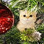 kitten, cat, christmas_tree, christmas_ornament, greenery, holiday, festive, decorations, closeup, cute, pet, curious, wide_eyes, branch, animal, feline, indoor, celebration, seasonal, tree
