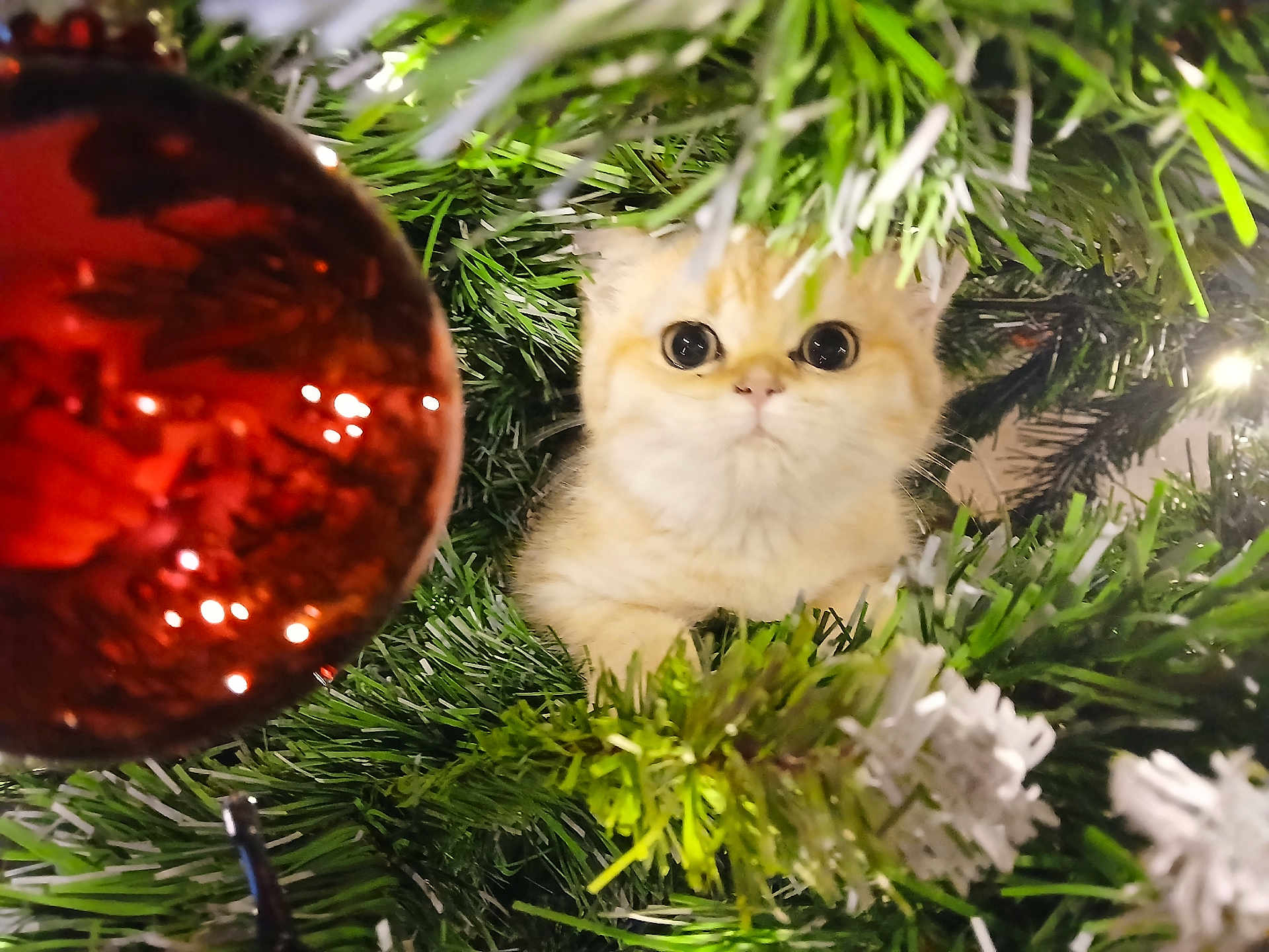 Alfie participe au concours pour gagner de l'argent avec cette photo : kitten, cat, christmas_tree, christmas_ornament, greenery, holiday, festive, decorations, closeup, cute, pet, curious, wide_eyes, branch, animal, feline, indoor, celebration, seasonal, tree